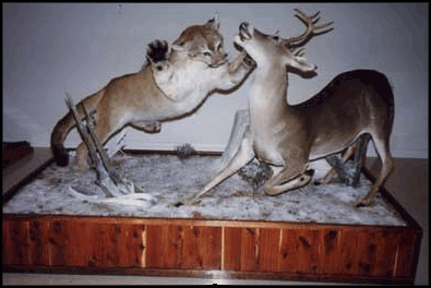 http://reallifetaxidermy.com/assets/images/1.gif