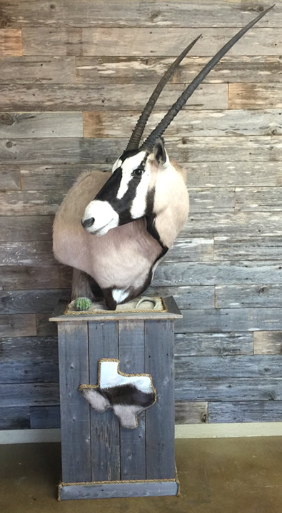 Outlaw Taxidermy Photo