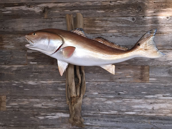 Outlaw Taxidermy Photo