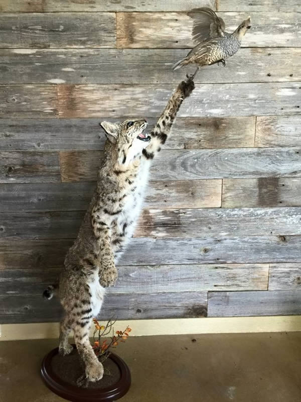 Outlaw Taxidermy Photo