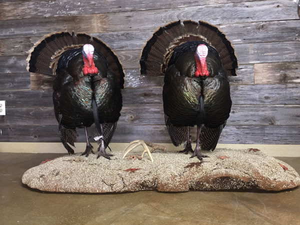 Outlaw Taxidermy Photo