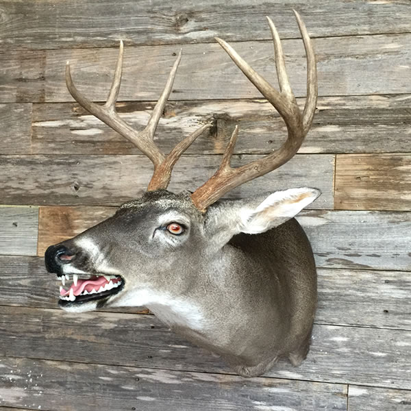 Outlaw Taxidermy Photo