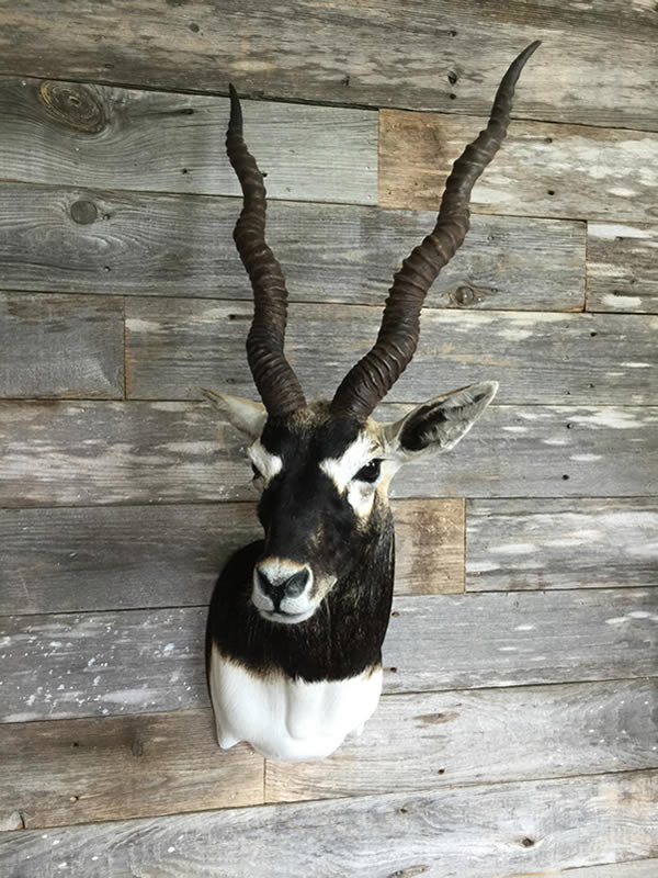 Outlaw Taxidermy Photo
