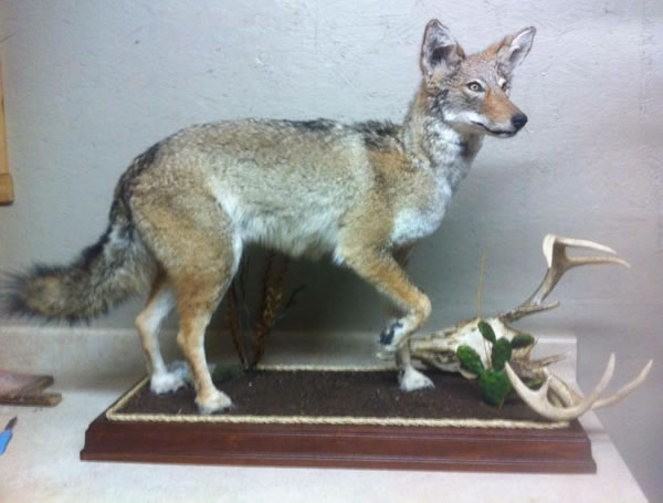 Outlaw Taxidermy Photo