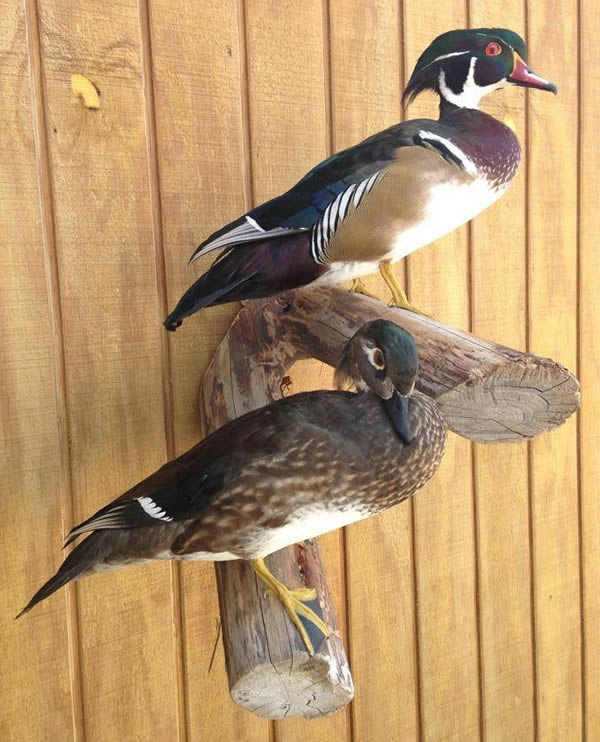 Outlaw Taxidermy Photo